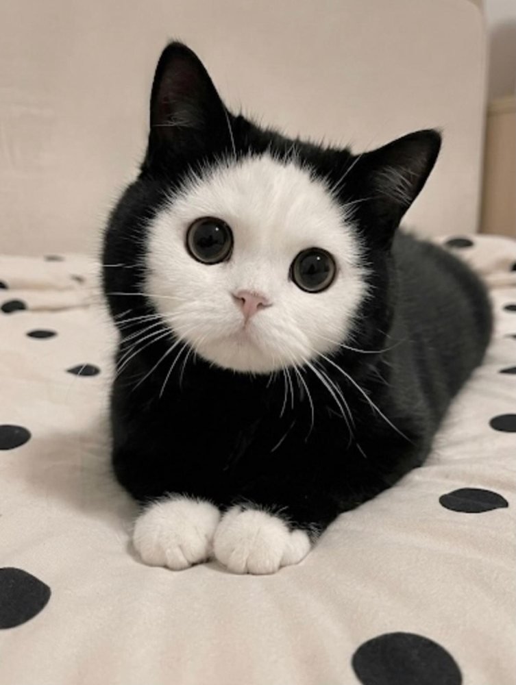 Mochi loafing on a polka-dot blanket, white paws out